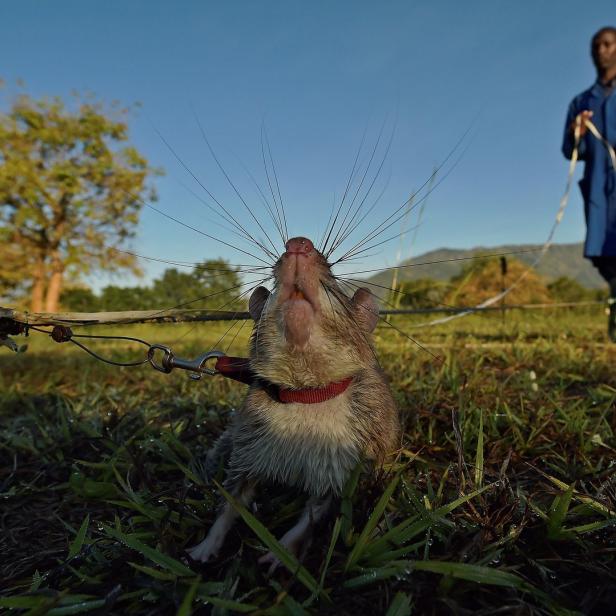Eine trainierte afrikanische Riesenhamsterratte mit Geschirr auf einer Wiese, im Hintergrund ein Mann.
