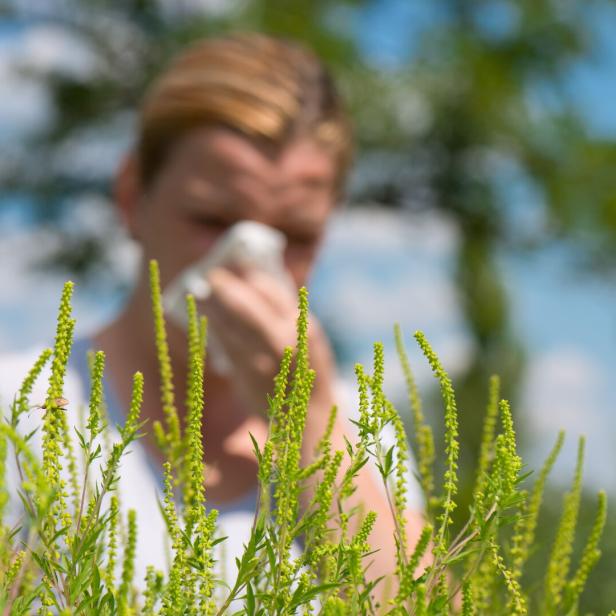 Eine Frau schnäuzt sich hinter blühendem Ragweed.