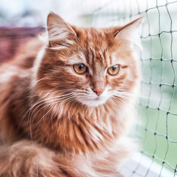 Tiercoach Wenn Futter Der Katze Nicht Bekommt Kurierat