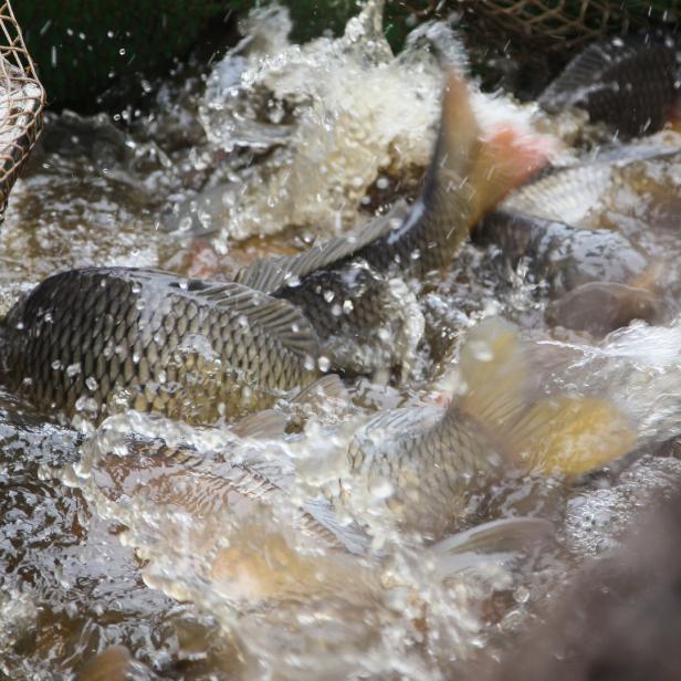 Karpfen werden in einem Netz aus dem Wasser gezogen.