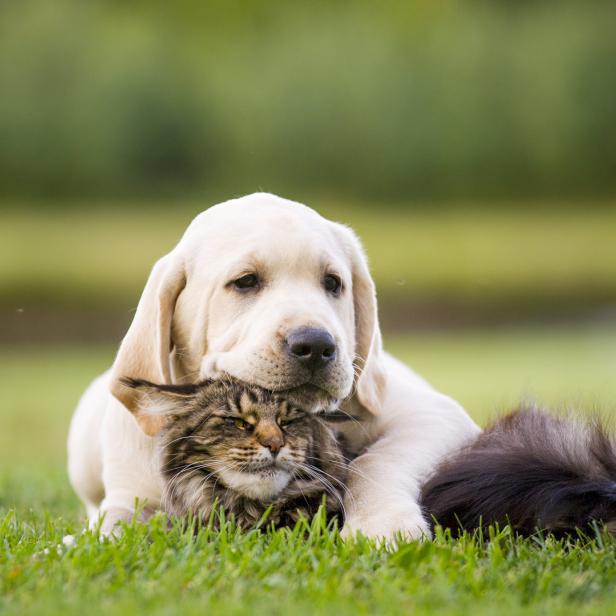 Ein Labradorwelpe liegt mit einer Maine-Coon-Katze auf einer grünen Wiese.