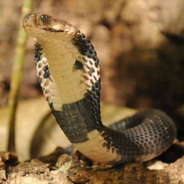 Eine Kobra richtet sich auf einem Stück Baumrinde auf.
