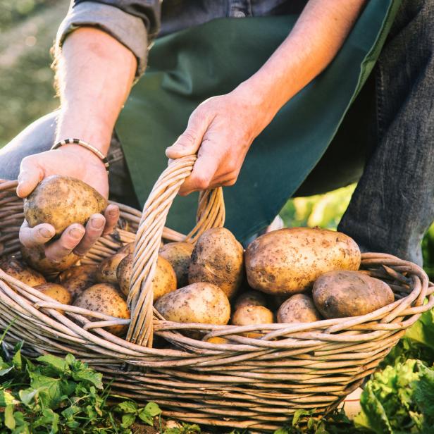 Ein Mann hält eine Kartoffel über einen Korb voller Kartoffeln.