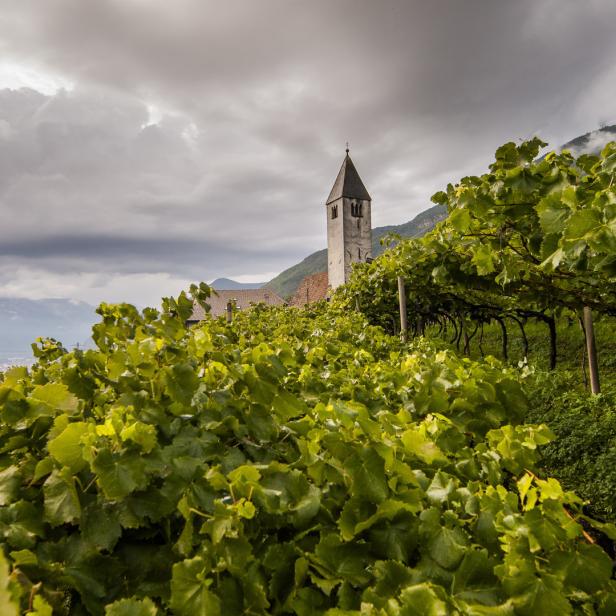 Ein Weinberg mit Blick auf eine Kirche und eine Stadt im Hintergrund.