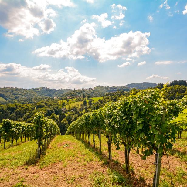 Zu sehen sind Pannonische Weinreben.