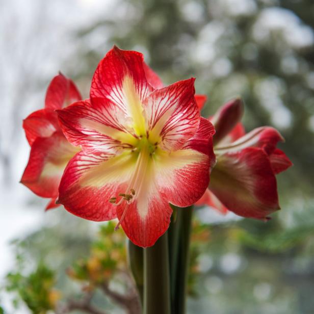 Eine rote Amaryllis blüht vor einem verschneiten Hintergrund.