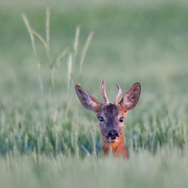 Ein junger Rehbock steht in einem grünen Feld.