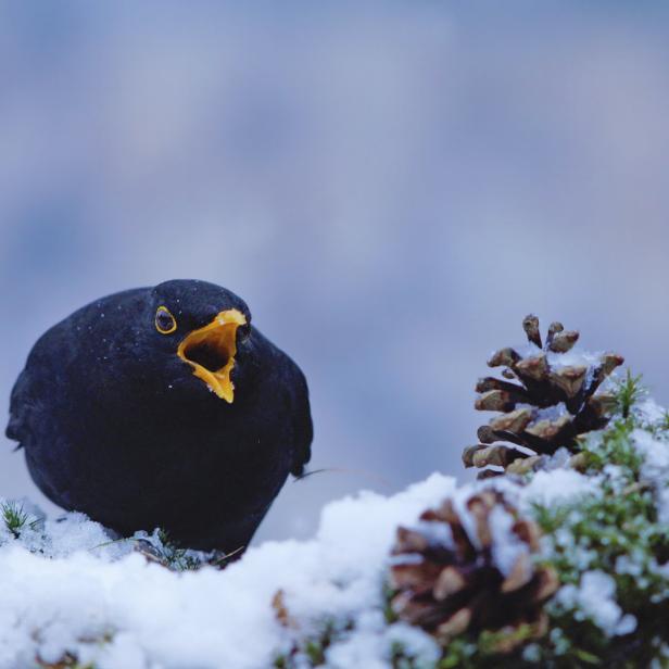 Eine Amsel sitzt mit offenem Schnabel neben schneebedeckten Tannenzapfen.