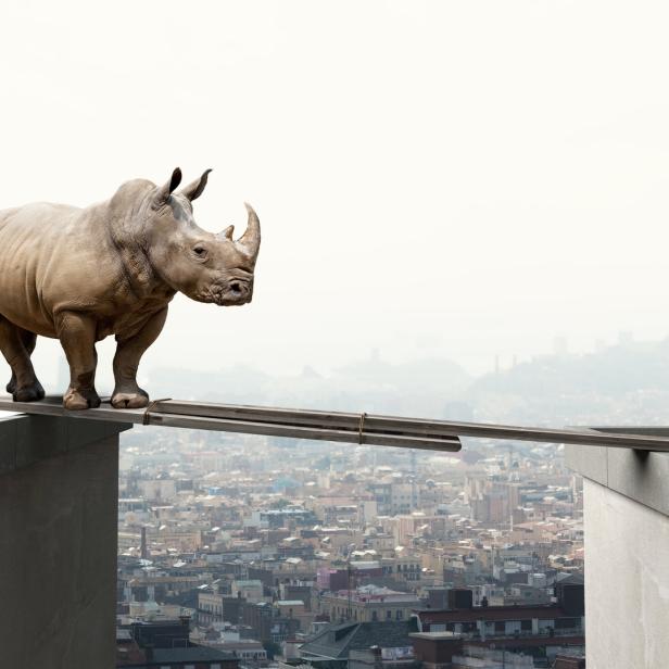 Ein Nashorn balanciert auf einem schmalen Brett über einem Abgrund mit Blick auf eine Stadt.