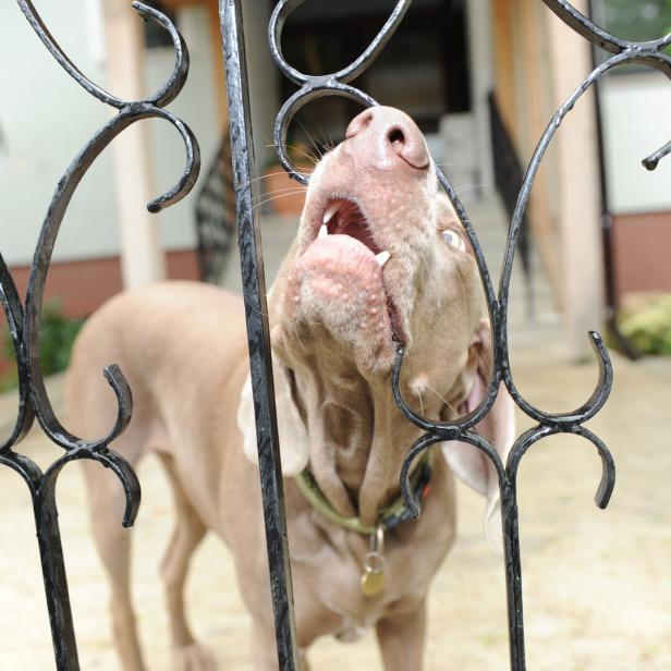 Kann man sich gegen die Lärmbelästigung durch Hundegebell wehren?