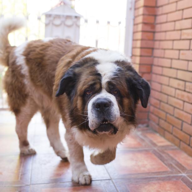 Ein Bernhardiner steht auf einem gefliesten Boden vor einer Backsteinmauer.