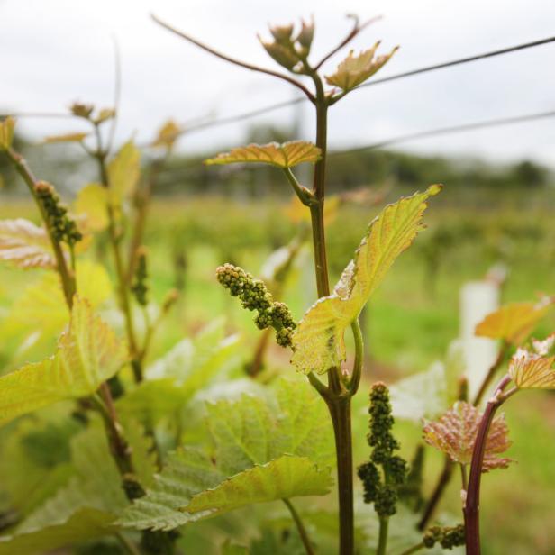 Junge Weinreben mit grünen Blättern und kleinen Trauben in einem Weinberg.