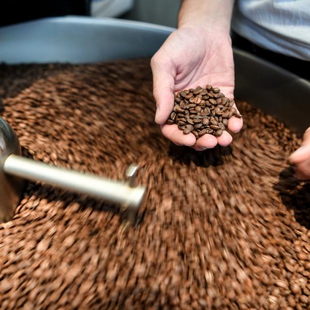 Eine Hand hält Kaffeebohnen über einer sich drehenden Röstmaschine.
