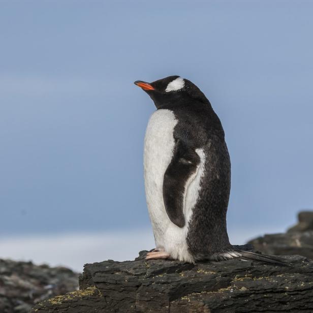 Ein Pinguin steht auf einem Felsen vor einem blauen Himmel.