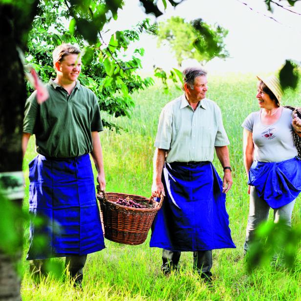Jetzt geht's rund: Kirschenernte im Burgenland