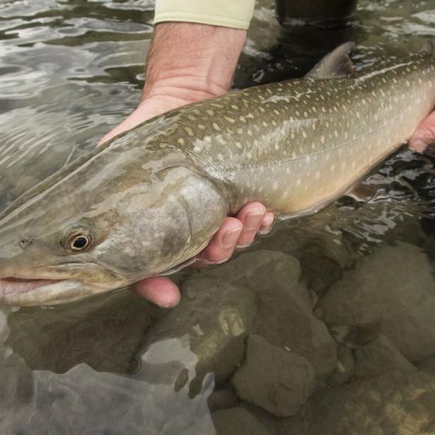 Eine Person hält einen großen, gefleckten Fisch mit beiden Händen knapp über dem klaren Wasser.