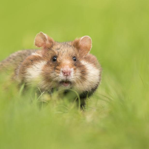 Adorable black bellied hamster in a green grass field