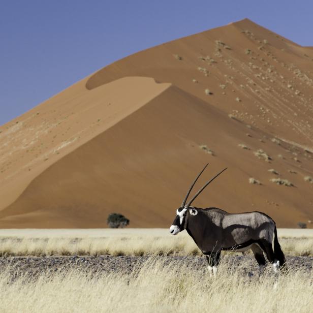 Eine Oryxantilope steht in der trockenen Graslandschaft vor einer großen Sanddüne.