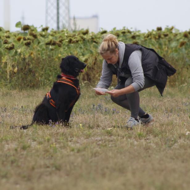 Eine Frau trainiert mit einem schwarzen Hund auf einem Feld mit Sonnenblumen.