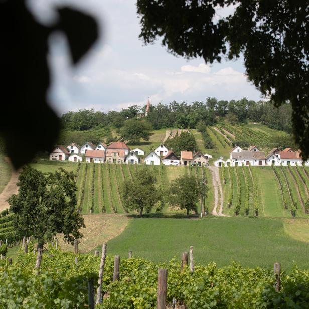 Weinberge mit kleinen Häusern und einer Kirche im Hintergrund.