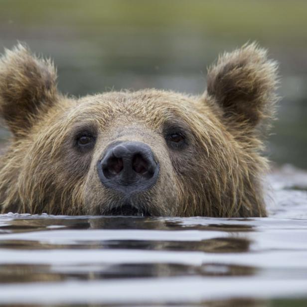 Ein Braunbär schwimmt im Wasser und schaut in die Kamera.