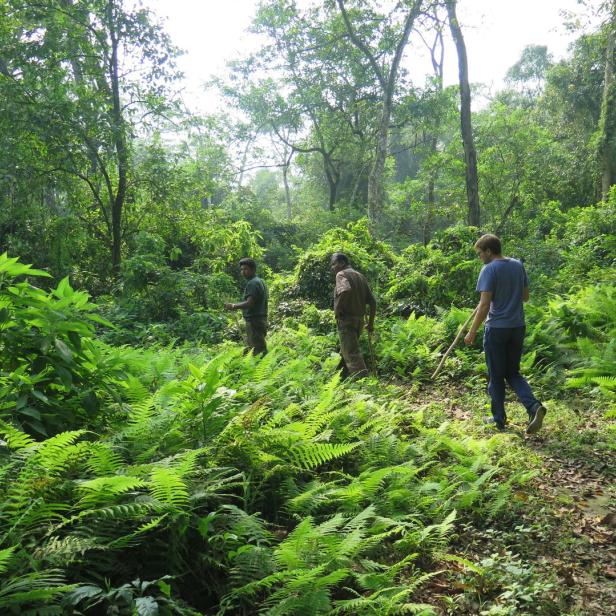 Drei Personen wandern durch einen dichten, grünen Wald voller Farne.
