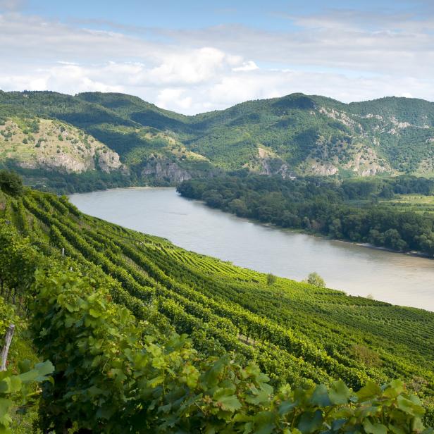 Blick über die Weinterrassen der Wachau und die Donau, im Hintergrund bewaldete Hügel.
