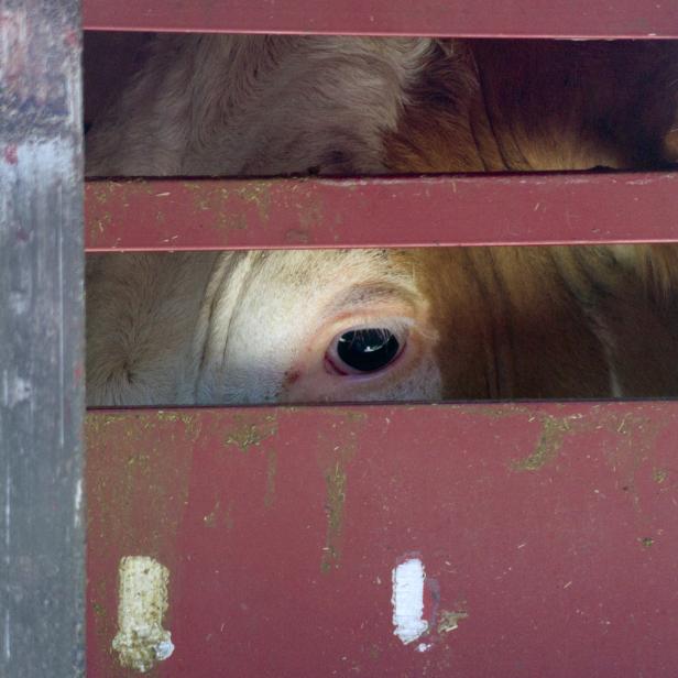 Das Auge einer Kuh blickt durch die Gitterstäbe eines roten Viehwagens.