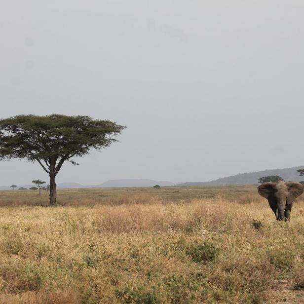 Ein Elefant steht in einer Savannenlandschaft mit vereinzelten Bäumen.