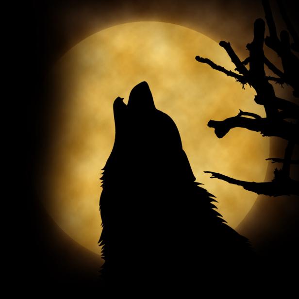 Die Geschichte des "bösen" Wolfs: Woher sein schlechtes Image kommt