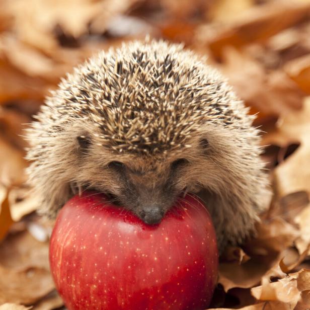 Ein Igel sitzt im Lauf und frisst von einem roten Apfel.