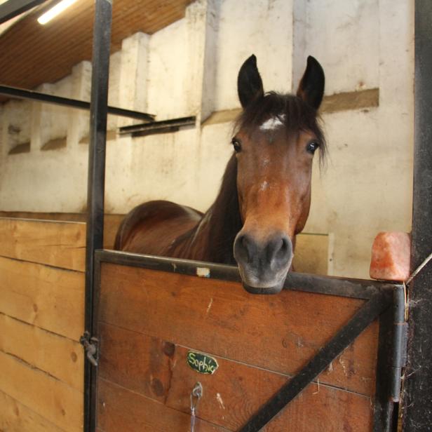 Braunes Pferd mit weißem Fleck auf der Stirn steht in einer Box mit Holzwänden und schaut über die Tür.