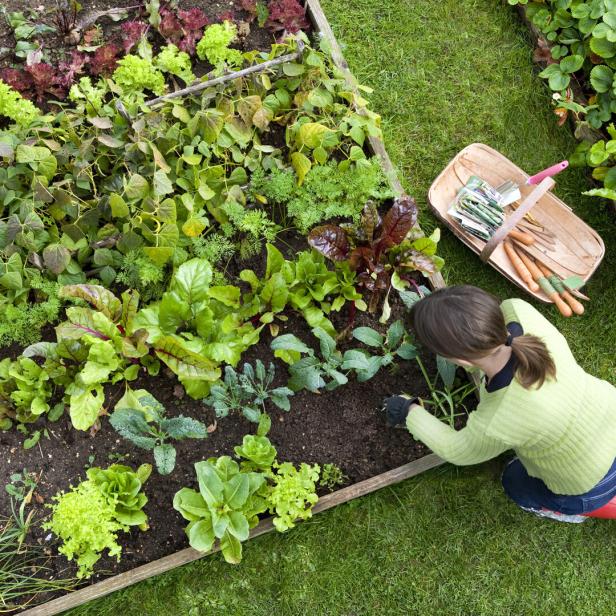 Eine Frau kniet in einem Gemüsegarten und pflegt die Pflanzen.