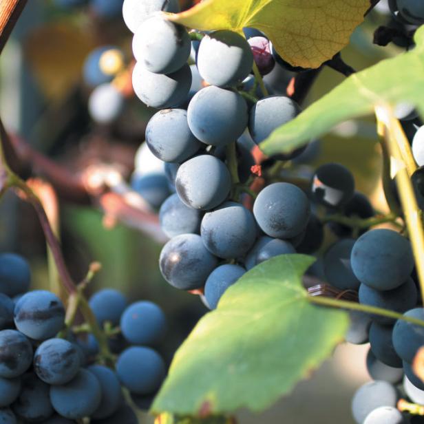 Nahaufnahme von blauen Trauben an einem Weinstock.
