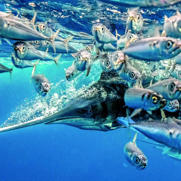 Ein Marlin schwimmt unter Wasser, umgeben von einem Schwarm kleinerer Fische.