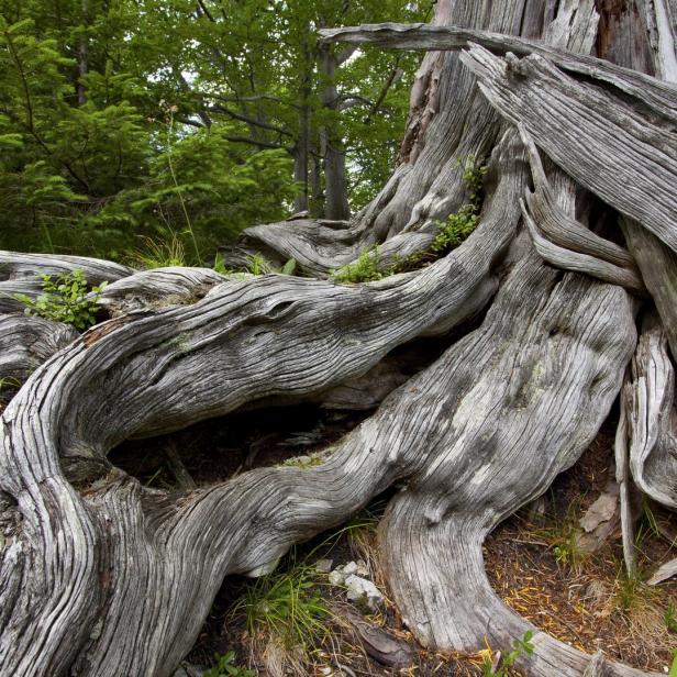 Die knorrigen Wurzeln eines alten Baumes im Wald.