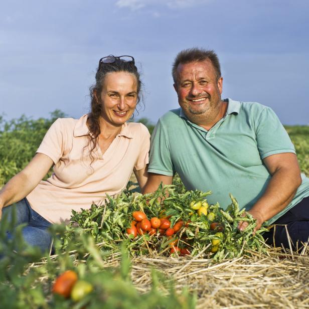 Ein Mann und eine Frau sitzen auf einem Feld mit Tomatenpflanzen.