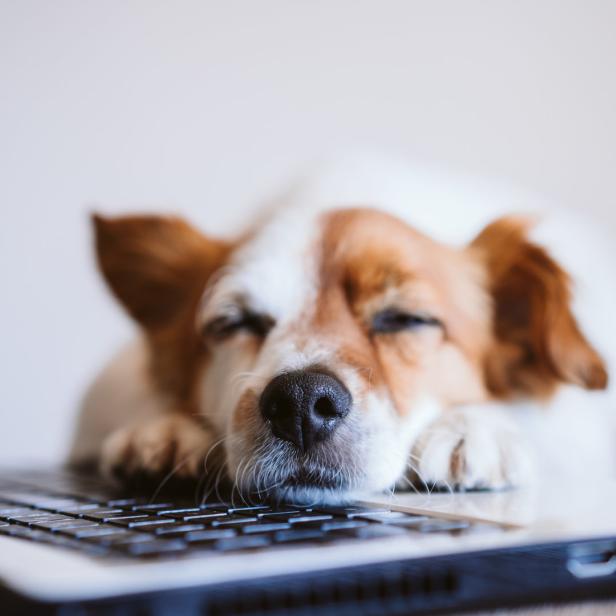 Ein Hund schläft auf einem Laptop.