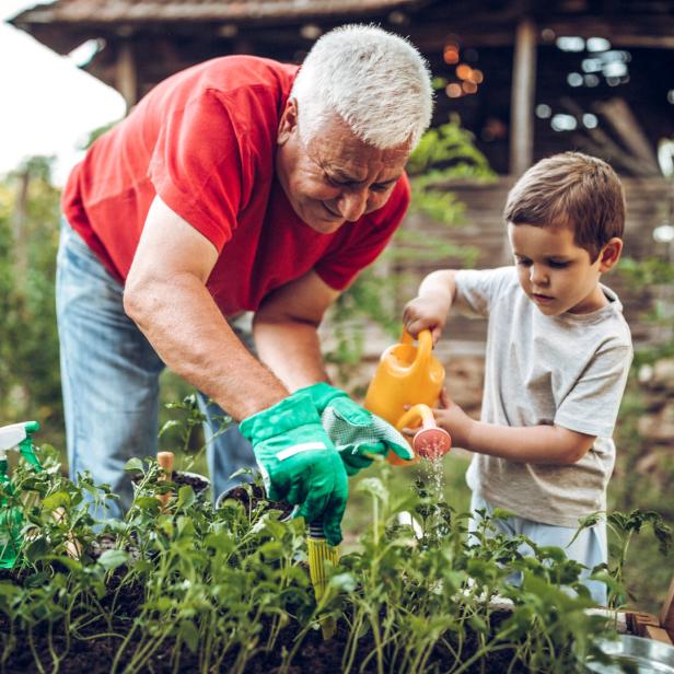 Ein Großvater und sein Enkel gießen die Pflanzen im Garten. Aber machen sie es auch.
