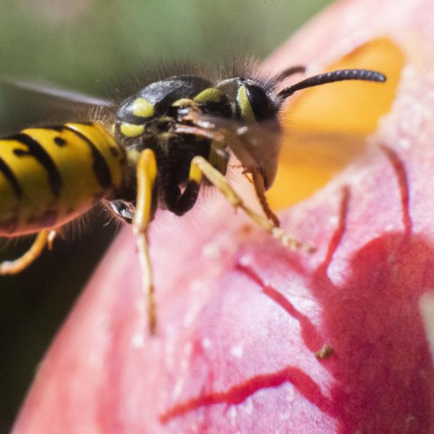 Eine Wespe sitzt auf einer roten Frucht und frisst daran.