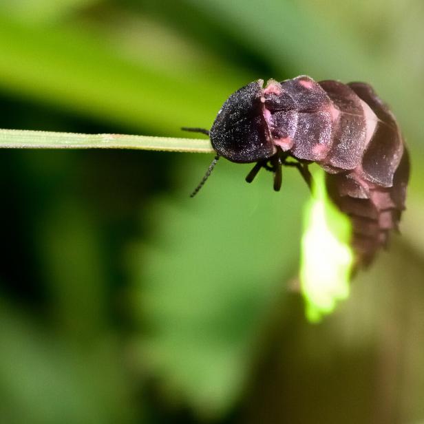 Glow-worm (Lampyris noctiluca) showing light on grass