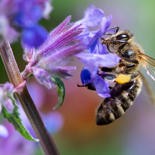Eine Biene sammelt Nektar von einer lila Blüte.