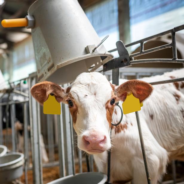 Milch-Boykott der NÖM gegen Spar geht weiter: Was das für die Kunden bedeutet