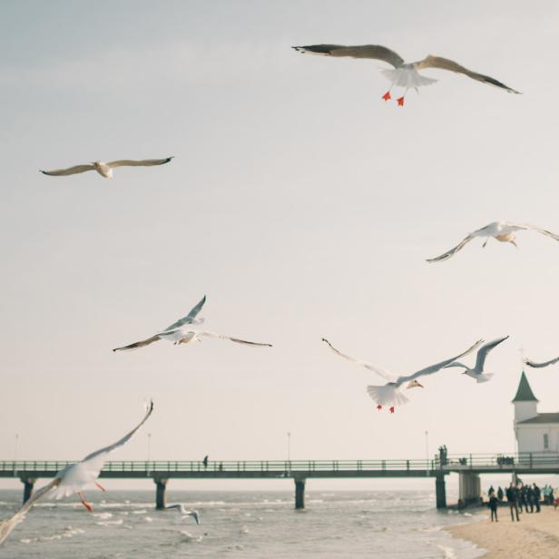 Möwen fliegen über einen Strand mit Seebrücke und einem Gebäude im Hintergrund.