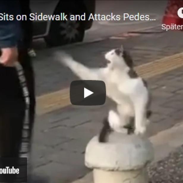 Eine streunende Katze sitzt auf einem Poller und greift Passanten an.