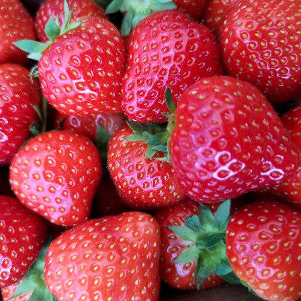 Nahaufnahme von reifen, roten Erdbeeren mit grünen Blättern.