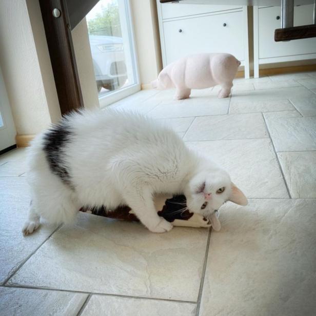 Eine weiße Katze liegt auf einem Kissen, im Hintergrund eine rosa Schweinestatue.