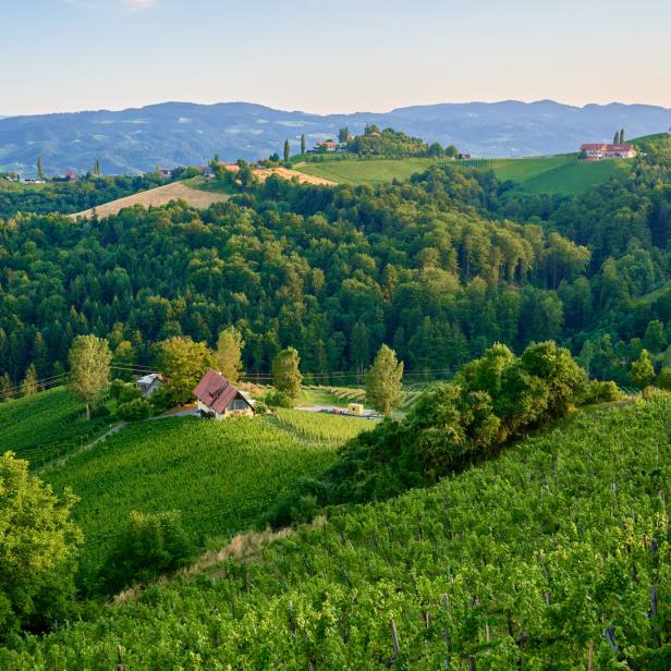 Hügelige Landschaft mit Weinbergen und einem kleinen Haus im Grünen.
