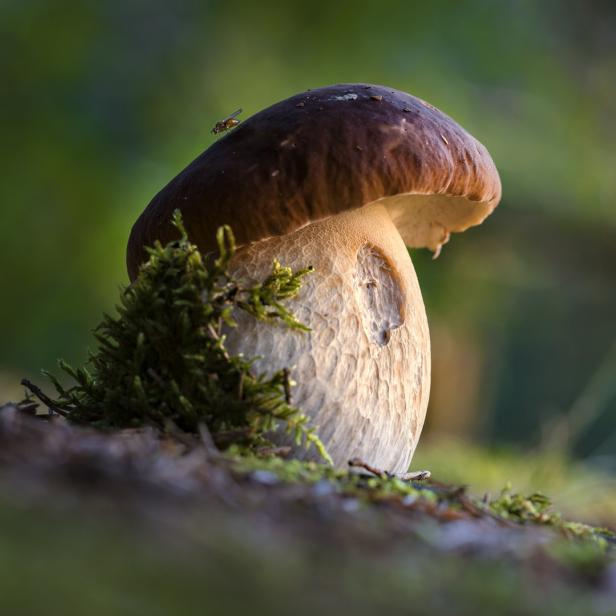 Ein Steinpilz wächst im Wald, eine Fliege sitzt auf seinem Hut.
