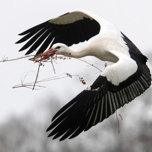 Ein Storch fliegt mit Nistmaterial im Schnabel.